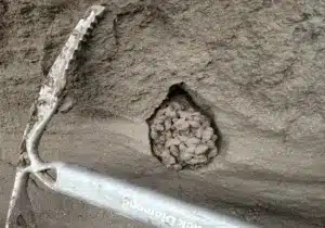 Fossilized ground squirrel droppings from the Yukon permafrost. The samples preserved ancient environmental DNA from an ecosystem that no longer exists. Credit: Scott Cocker.