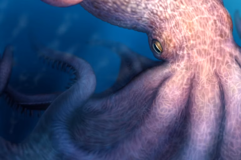 “הדמיה של תמנון הענק Nanaimoteuthis haggarti, שחי באוקיינוסים של הקרטיקון המאוחר.” קרדיט: Yohei Utsuki, Department of Earth and Planetary Sciences, Hokkaido University.