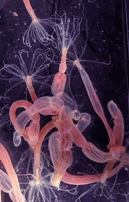 sea-anemone-cardib-antiviral-immunity