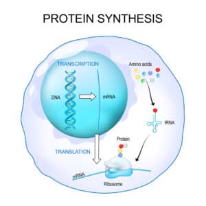Engineered ribozyme demonstrates how ancient RNA could have repaired itself