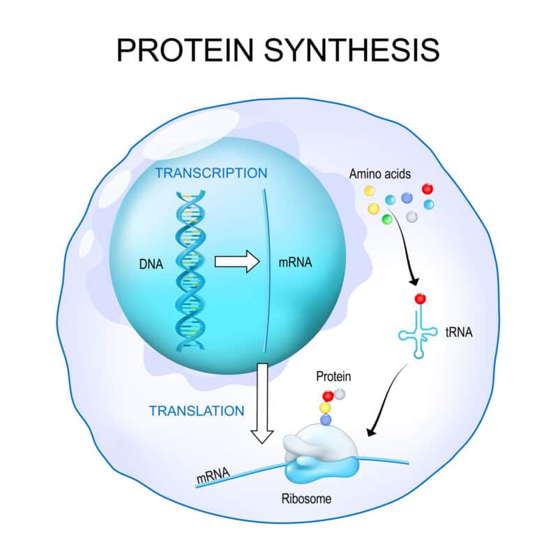 ריבוזים מהונדס מדגים כיצד RNA קדום היה יכול לתקן את עצמו