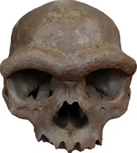Proteins from 400-year-old teeth reveal a link between Homo erectus and Denisovans