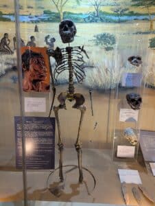 The evolution of human body size was not a straight path of growth.