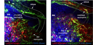 When the researchers gave the mice lactate from an external source (right), they observed a rapid movement of neutrophils (in red) from the bone marrow to the blood and other tissues (see video later in the article). Left: Neutrophils remained in the bone marrow in the control group