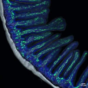 Four hidden populations of supporting cells help the gut regenerate