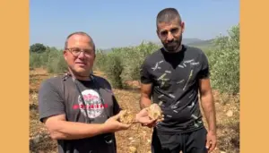 The hand stones from the Sakhnin Valley suggest: Ancient man also chose based on the appearance of the stone