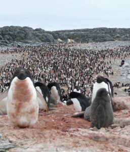 The color of feces reveals from space what Adélie penguins eat