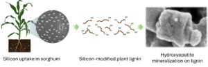 From plant lignin to a substance that may aid in bone regeneration
