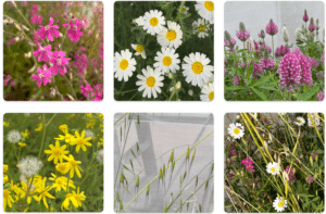 Same drought, different result: The timing of water shortages changes the flowering season