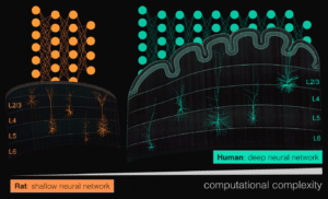 To mimic a single human neuron requires a deep neural network