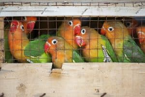 Illegal animal trafficking. Illustration: depositphotos.com.