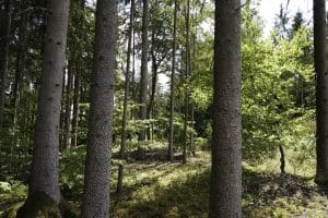 A green forest with dead trees in it due to drought and damage to the ecosystem