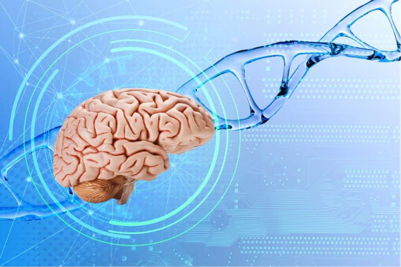 מוח אנושי על רקע סלילי DNA. האם גרסאות גנטיות נדירות עשויות לעכב את מחלת אלצהיימר?