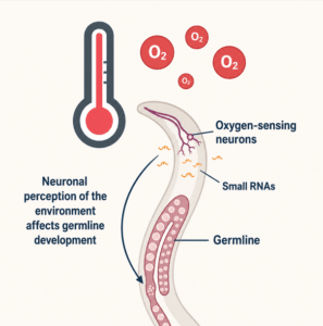 Diagram of a C. elegans worm showing communication between oxygen-sensing neurons and the germ line using small RNA molecules.