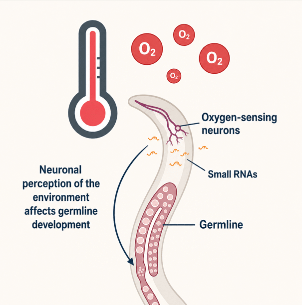 תרשים של תולעת C. elegans המציג תקשורת בין תאי עצב החשים חמצן לבין שורת הנבט באמצעות מולקולות RNA קטנות.