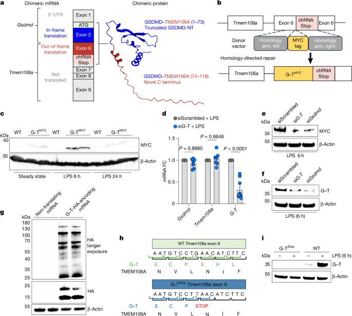 סכמת mRNA כימרי המשלב מקטעים מהגנים Gsdmd ו-Tmem106a ויוצר את החלבון GSDMD-TMEM106A