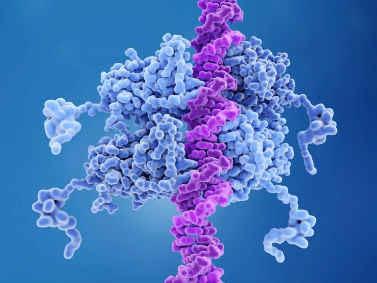 אובדן p53 גורם לתאים "לבזבז" את חומרי הגלם של ה-DNA – ומערער את יציבות הגנום