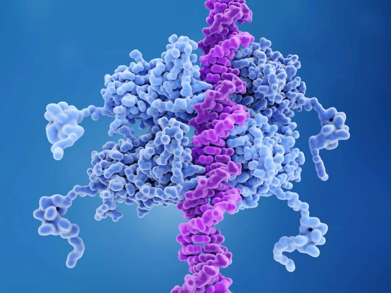 אובדן p53 גורם לתאים "לבזבז" את חומרי הגלם של ה-DNA – ומערער את יציבות הגנום