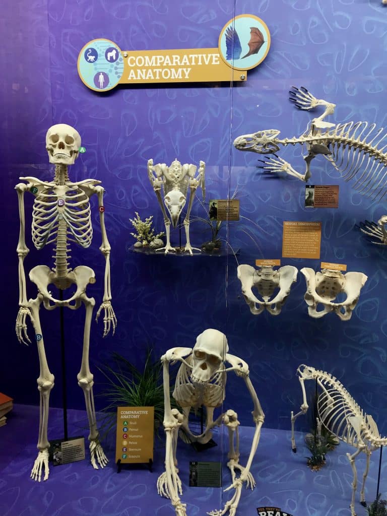 מוצג השוואתי של שלדי אדם ושימפנזה; צילום: SkeletonsRCool, Wikimedia Commons, CC BY-SA 4.0