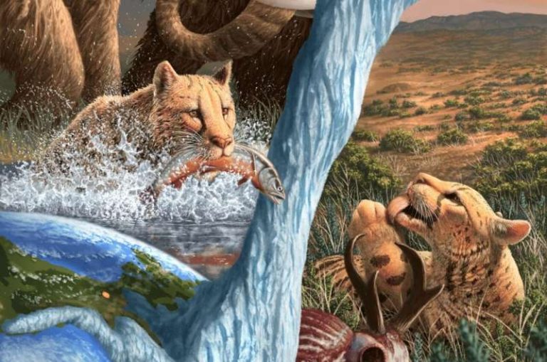 ה"ברדלס האמריקני" לא היה ברדלס – ובצפון הוא כנראה אכל דגים