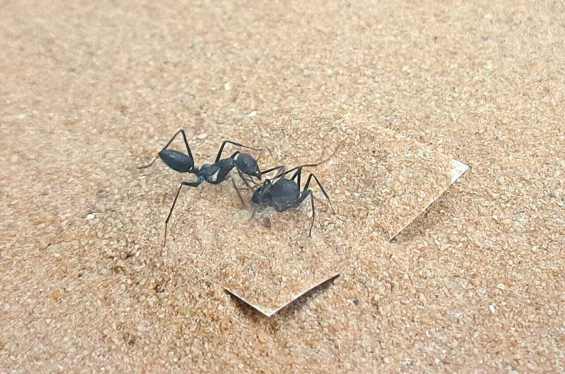 מדוע חלק מהנמלים נחלצות לעזרת חברותיהן ואחרות לא?
