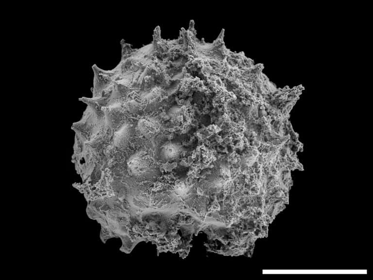 מיקרו־מאובן Asterocapsoides wenganensis מתצורת Kheseen במונגוליה, עם קנה מידה של 0.1 מילימטר