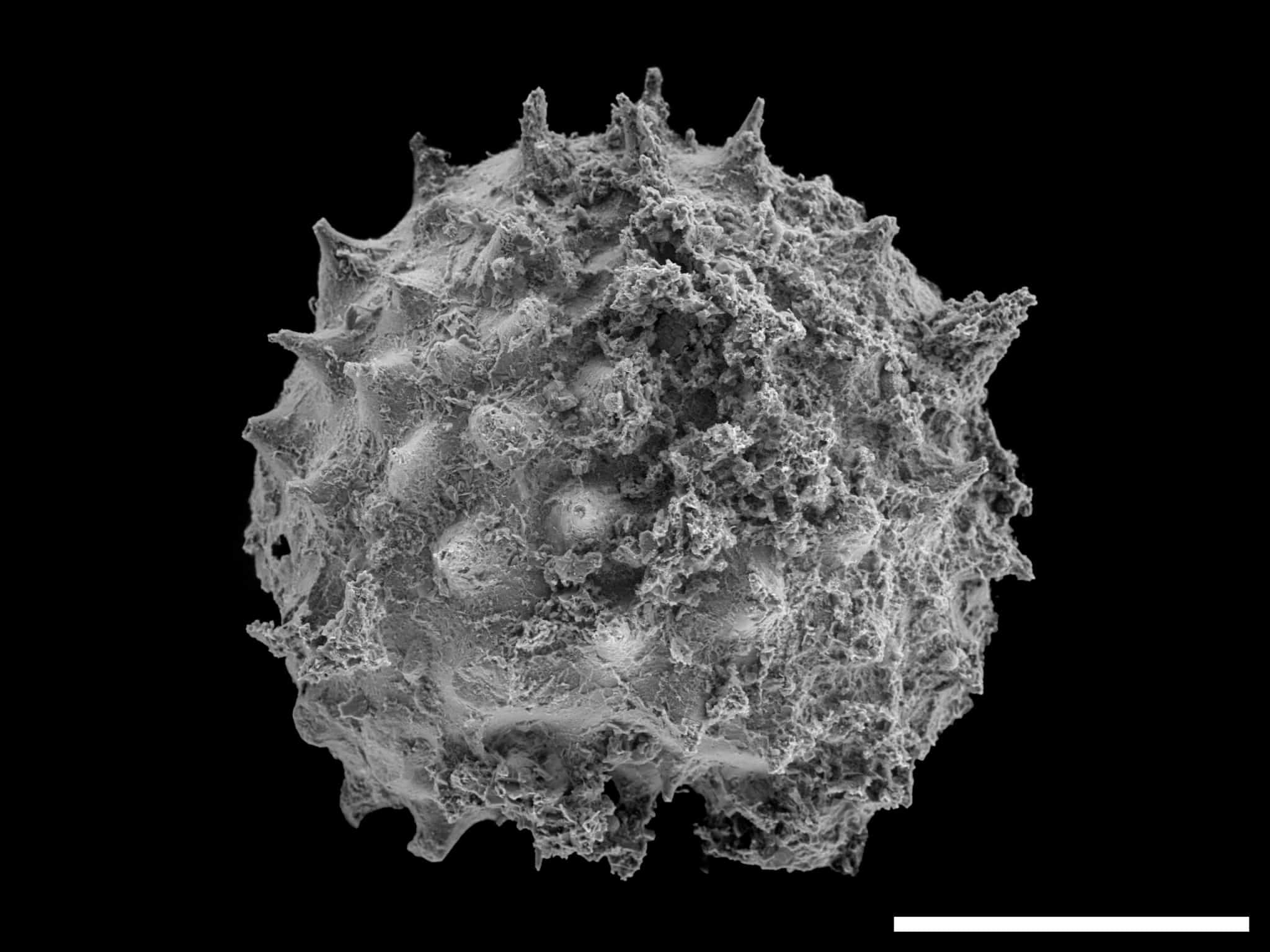 מיקרו־מאובן Asterocapsoides wenganensis מתצורת Kheseen, עם קנה מידה של 0.1 מילימטר